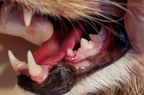 Katze Zahnfleischentzündung