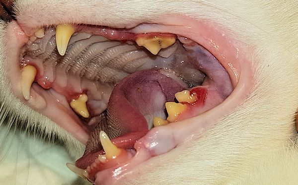 Katze Zahnfleischentzündungen