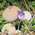 Pilz -Blume