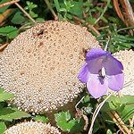 Pilz-Blume