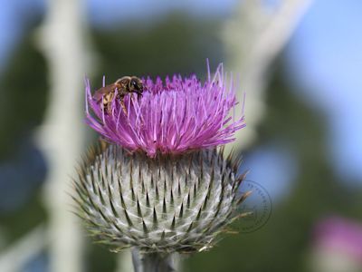 Insektenfrühstück