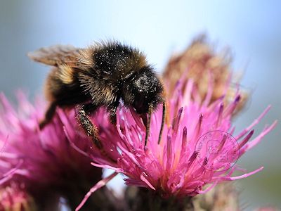 Hummel beim Frühstück