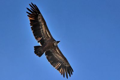 Gänsegeier im Canyon du Verdon