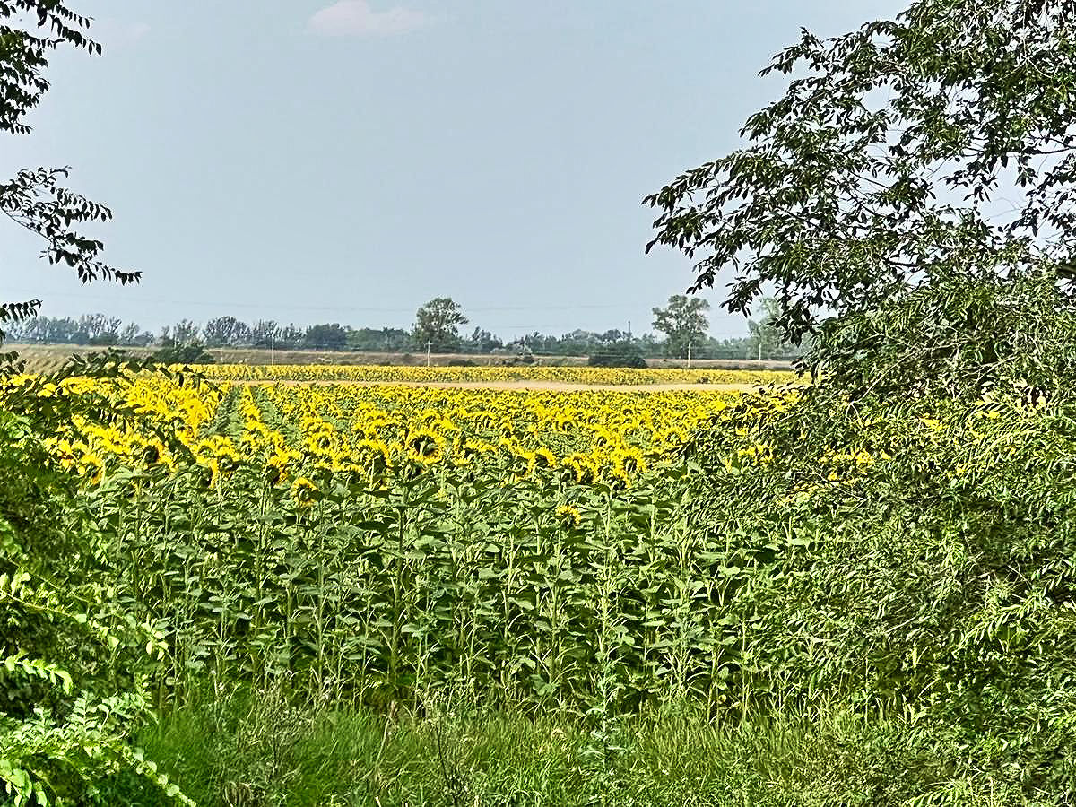 Sonnenblumen Sonnenblumen