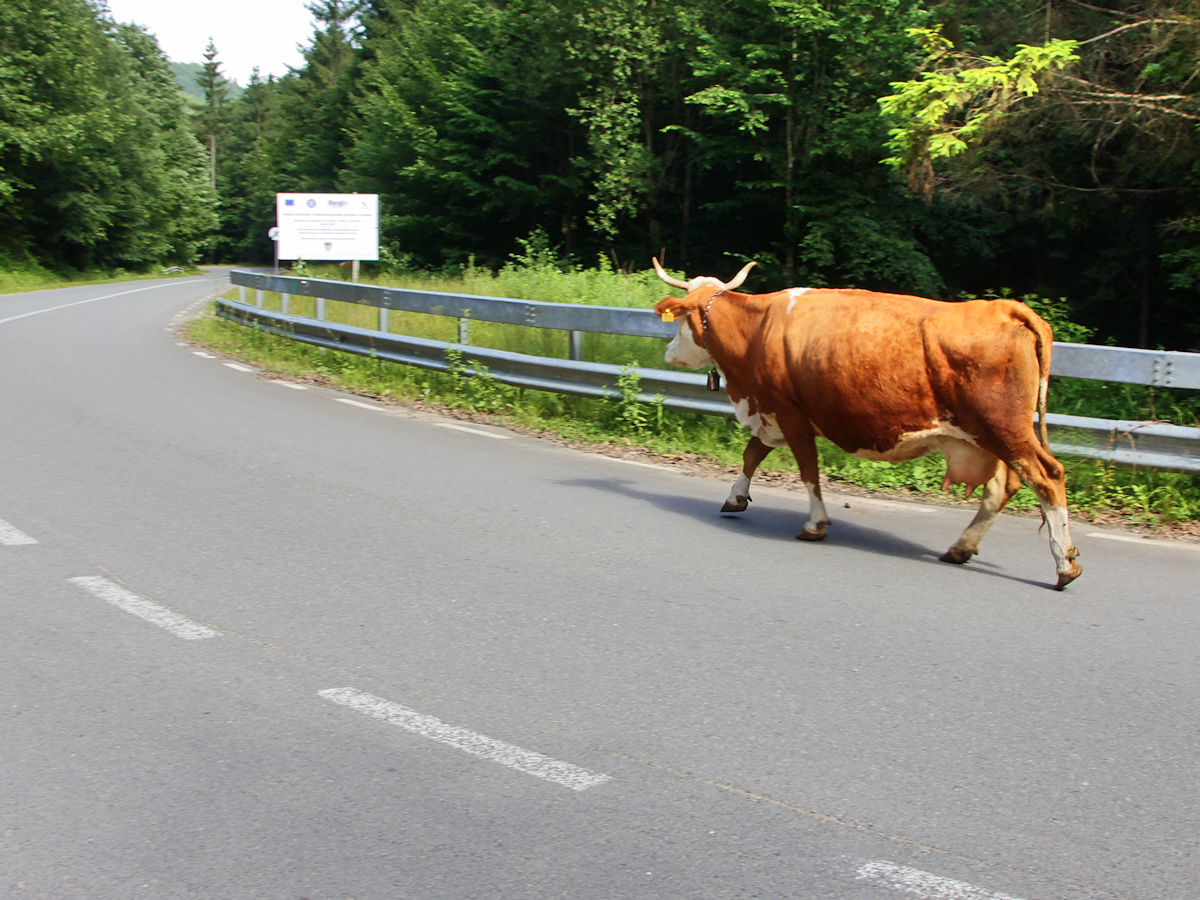Kuh im Gegenverkehr Kuh im Gegenverkehr