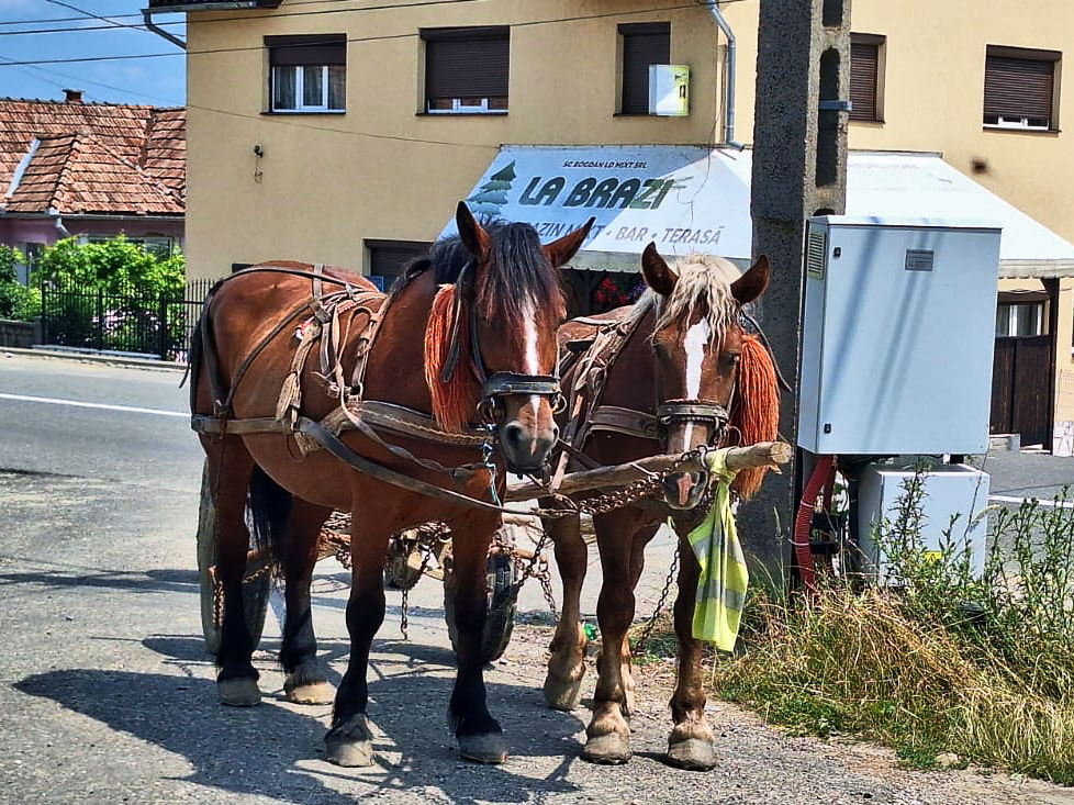 Dieses Fuhrwerk wartet geduldig am Strassenrand Dieses Fuhrwerk wartet geduldig am Strassenrand