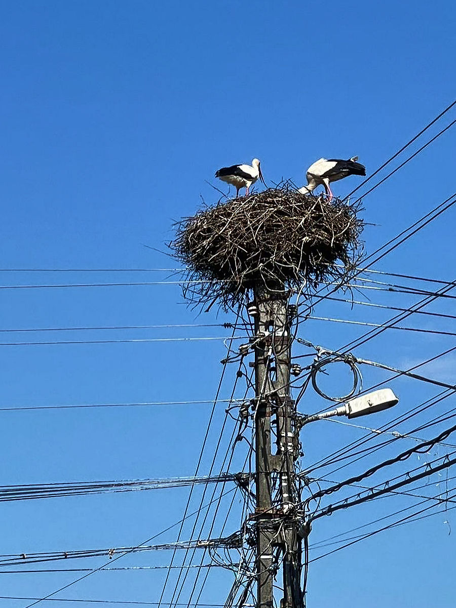 Storchennester Storchennester