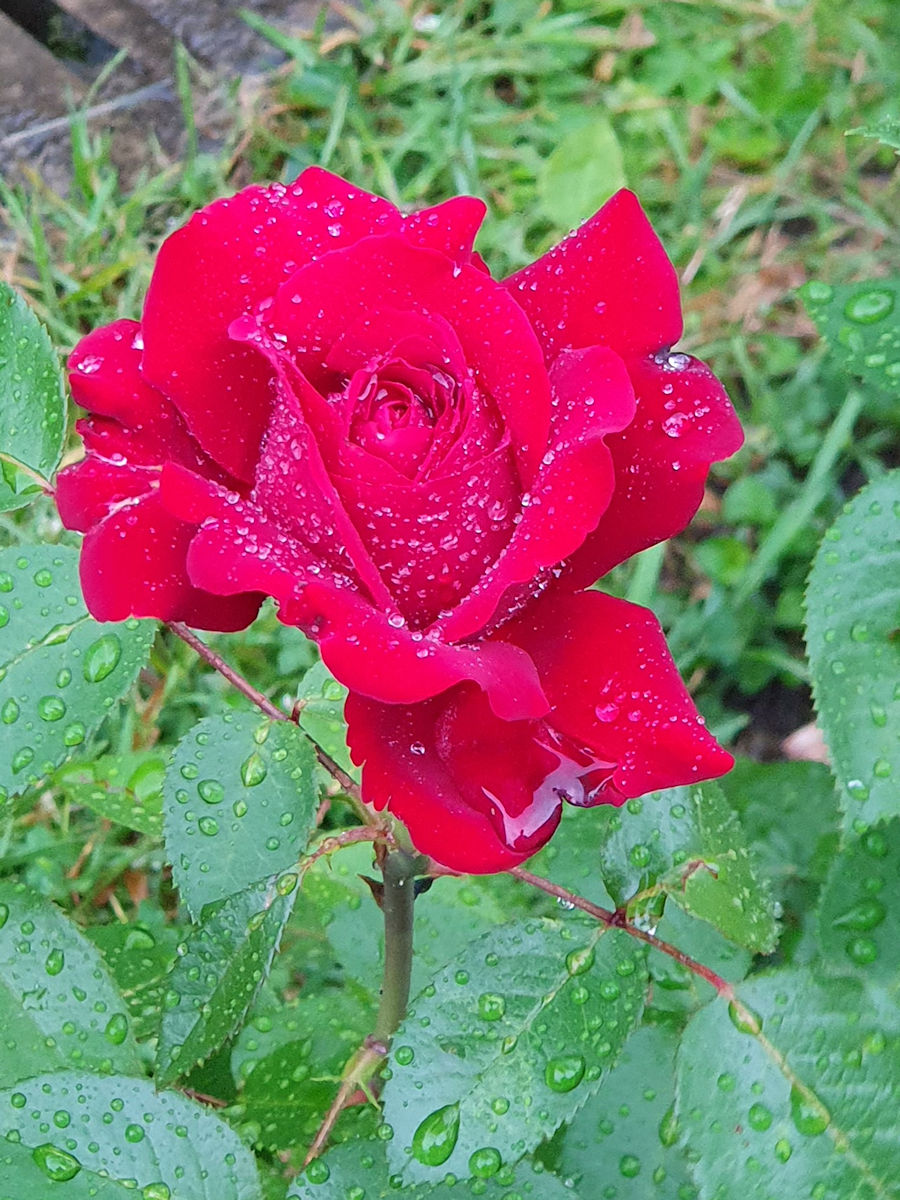 Eine Rose aus dem Klostergarten Eine Rose aus dem Klostergarten