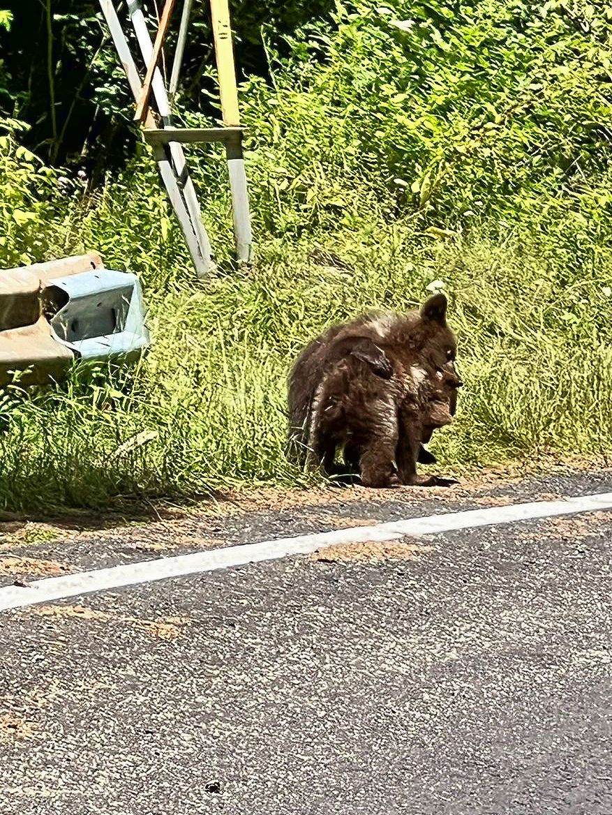 Balgende Jungbären Balgende Jungbären