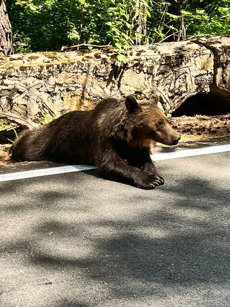 Jungbär Heiligenschein