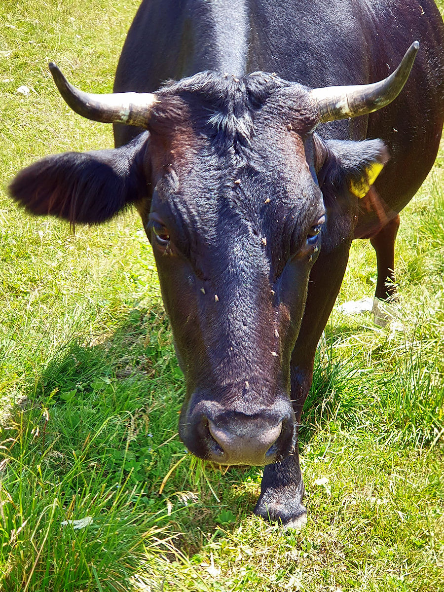 Transalpina-Kuh Transalpina-Kuh