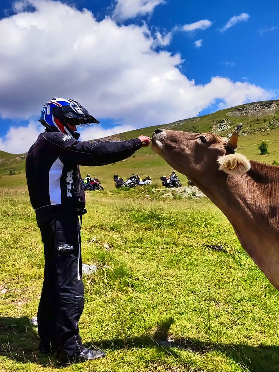 Knut und die Kuh Knut und die Kuh