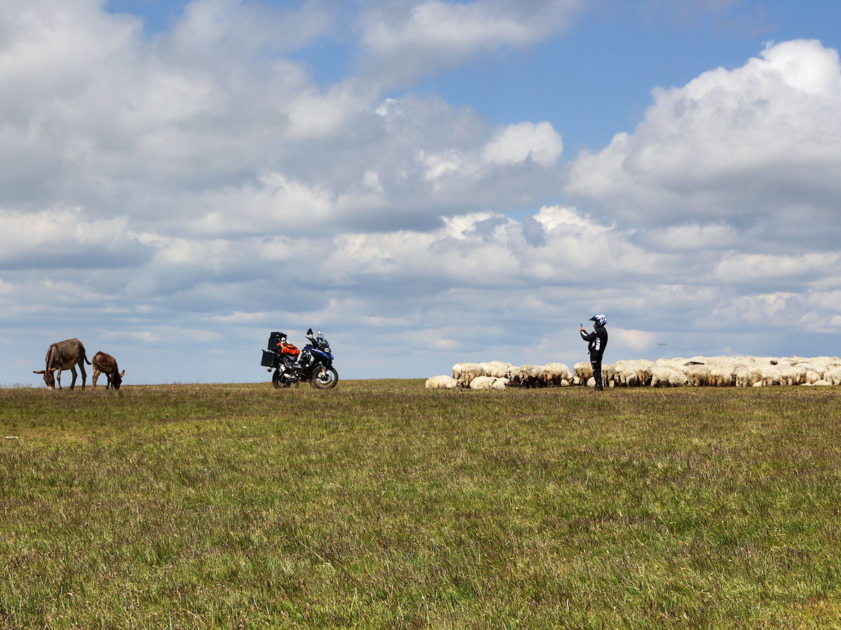 Knut in der Schafherde Knut in der Schafherde